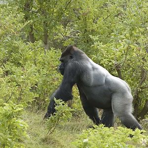 Jitu on Gorilla Mountain, Blackpool