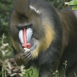 Mandrill