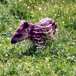 baby tapir Longleat