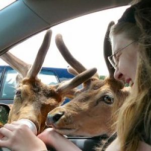 Me (Susan)  feeding deer Longleat