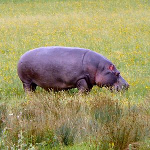 Hippo grazing at Longleat