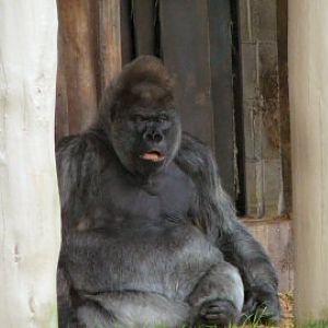Longleat gorilla