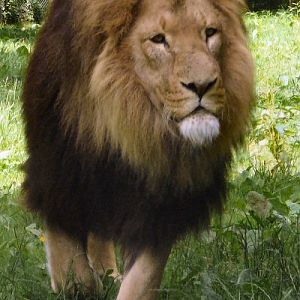 Longleat male lion