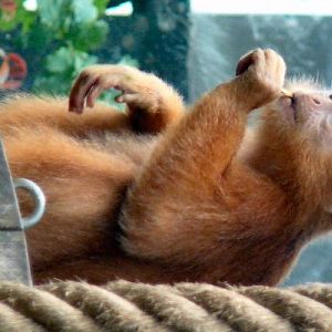 Javan Langur at Bristol