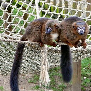 Red bellied lemur Woburn