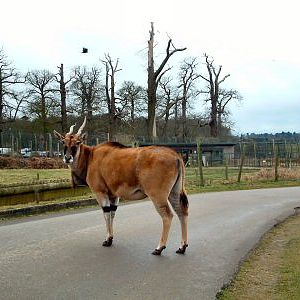 Roadblock at Woburn
