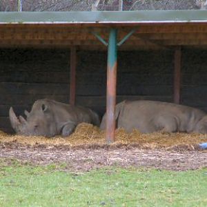 Rhino at Woburn