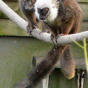 White fronted lemur Blackbrook