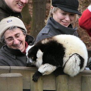 lemur at Woburn