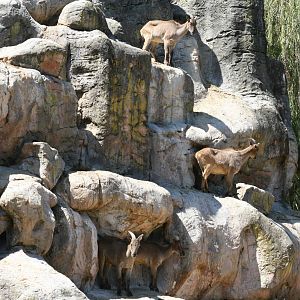 taronga 5/3/2008. tahr mountain