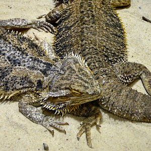 bearded dragon