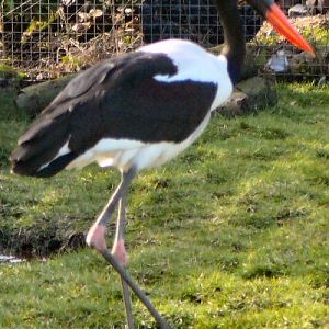 Saddle bill stork at Blackbrook