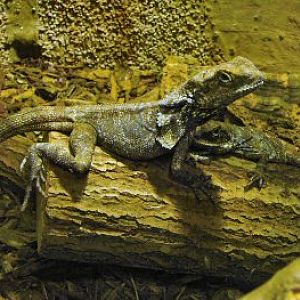 frilled dragon at Blackbrook