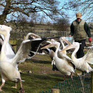 pelican feeding at Blackbrook