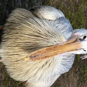 Pink backed pelican at Blackbrook