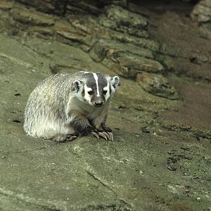 American badger, Chester 1972