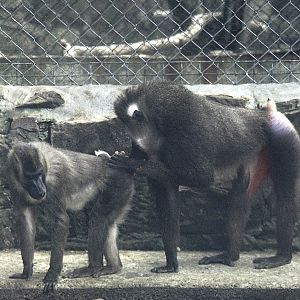 Drills, Chester 1972