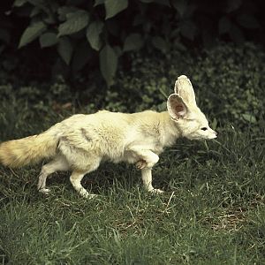 Fennec, Chester 1973