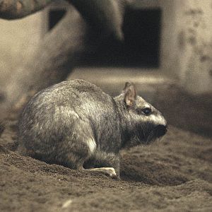 Plains Viscacha, Chester 1974