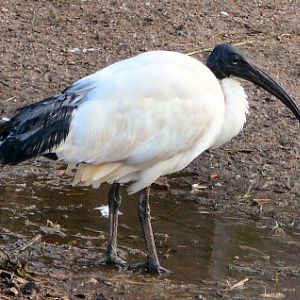 sacred ibis at Blackbrook
