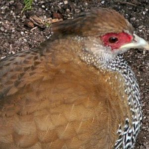 silver pheasant at Blackbrook