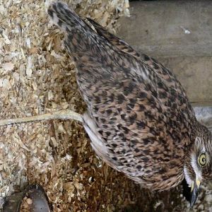 Spotted dikkop at Blackbrook -