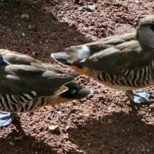 Pink-eared duck at Blackbrook