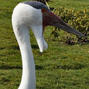 wattled crane close up