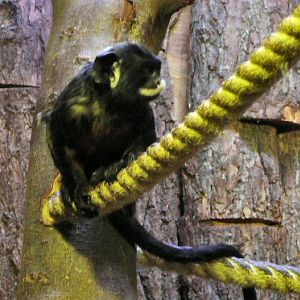 white lipped tamarin
