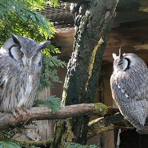 White faced scops owls