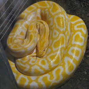 albino burmese python at Blackbrook