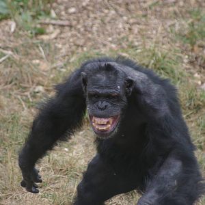 Brains....human brains...