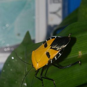 man-faced bug Catacanthus nigripens
