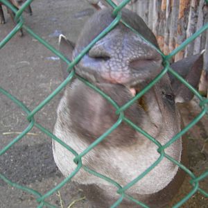 Tapir