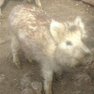 Albino Wild Boar