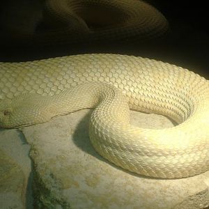 Albino Western Diamond Back Rattlesnake