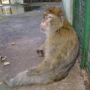 Barbary Macaque Guadalajara