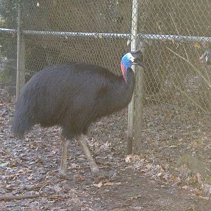 Bennetts Cassowary NOP