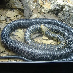 Forest Cobra Terra Natura