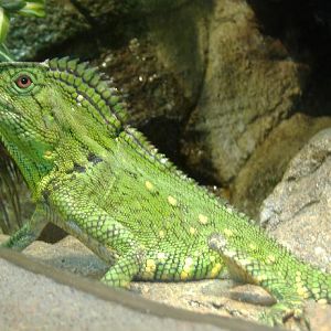 Forest Dragon Blankenberg Serpentarium