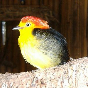 Wire Tailed Manakin NOP