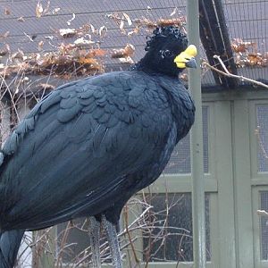 Yellow Knobbed Currasow Antwerp