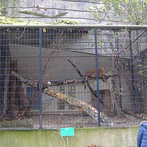 Antwerp Cat cages