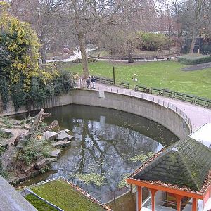 Antwerp Tiger enclosure