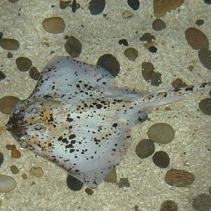 Blankenberg Sealife abnormally coloured Ray