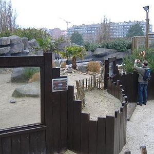Blankenberg Sealife Penguin pool