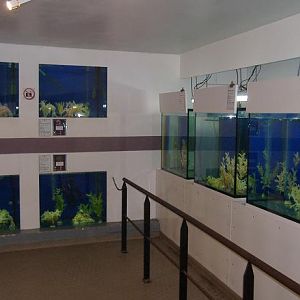 Blankenberg Sealife Seahorse room