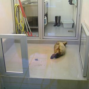 Blankenberg Sealife Seal Hospital