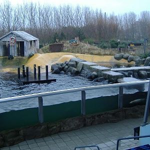 Blankenberg Sealife Sealions