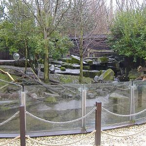 Blankenberg Sealife Otter Pool1